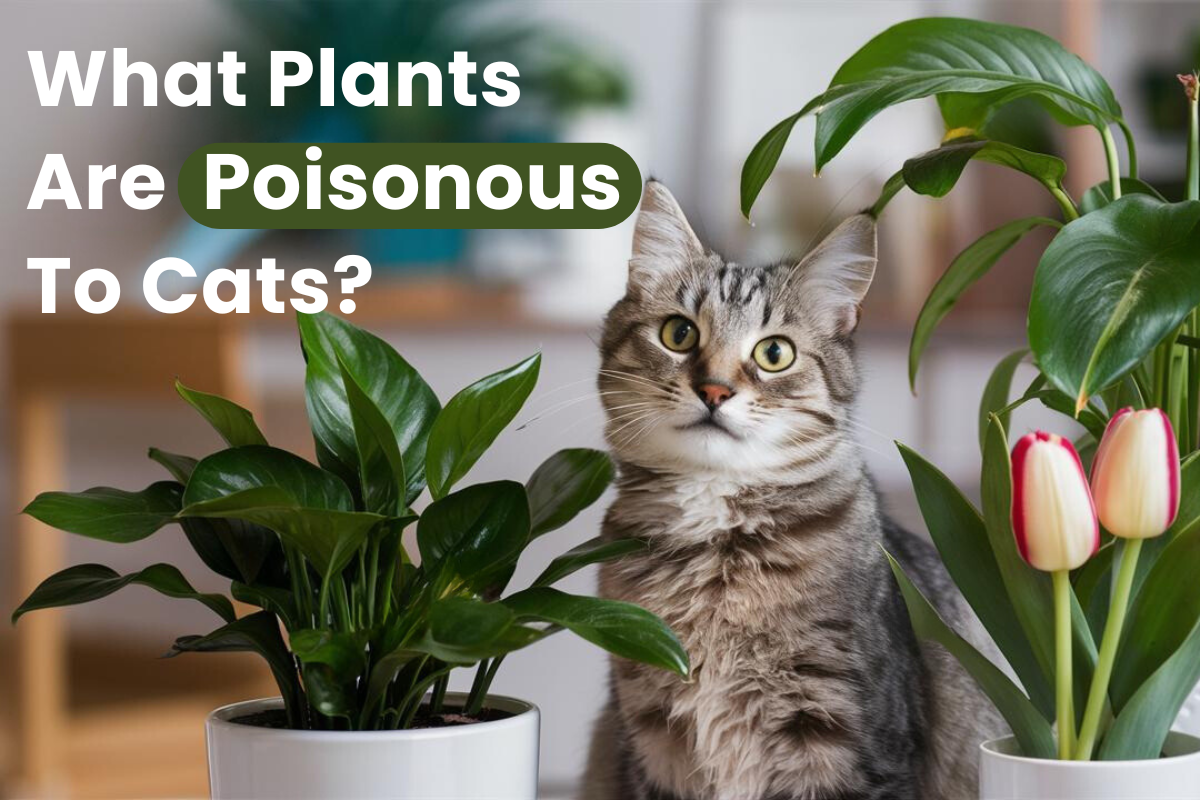 What Plants are Poisonous to Cats?