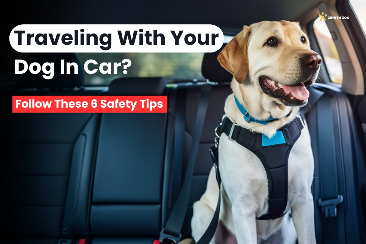 Traveling With Your Dog in the Car? Follow These 6 Safety Tips