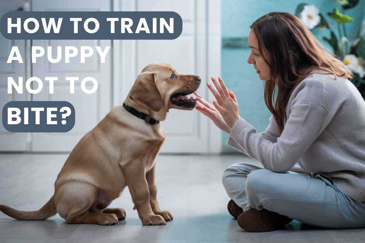 How to Train a Puppy Not to Bite ?