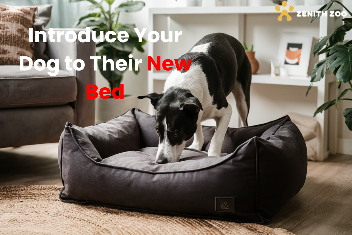 How to Introduce Your Dog to Their New Bed