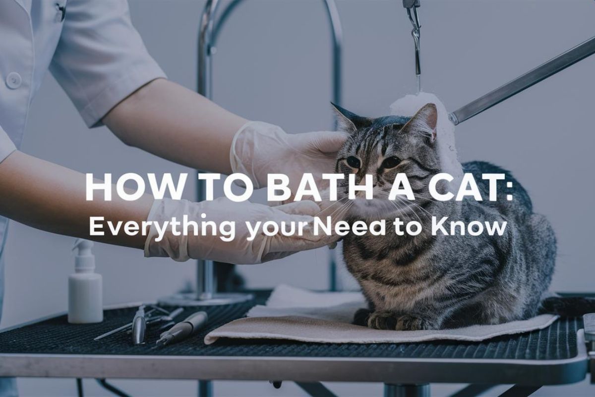 How to Bathe a Cat: Everything You Need to Know