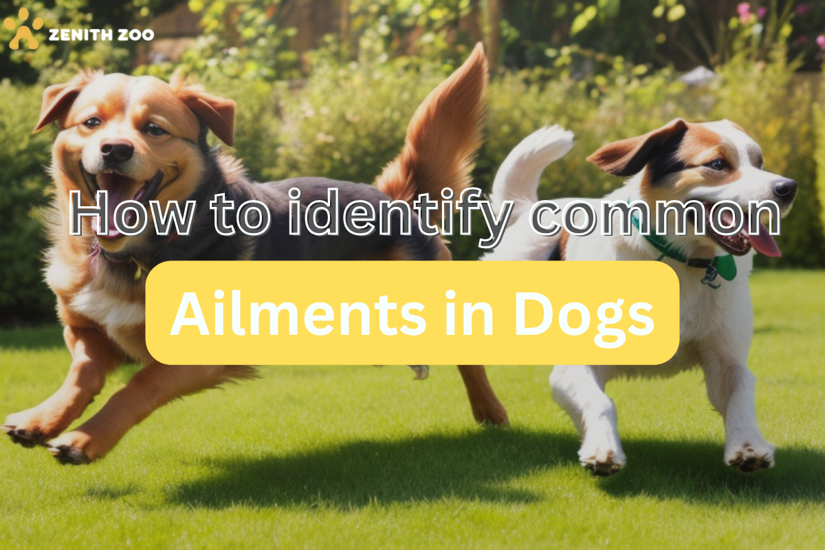 How to Identify Common Ailement in dogs