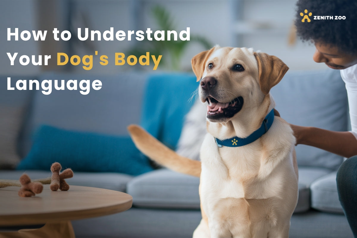 How to Understand Your Dog's Body Language