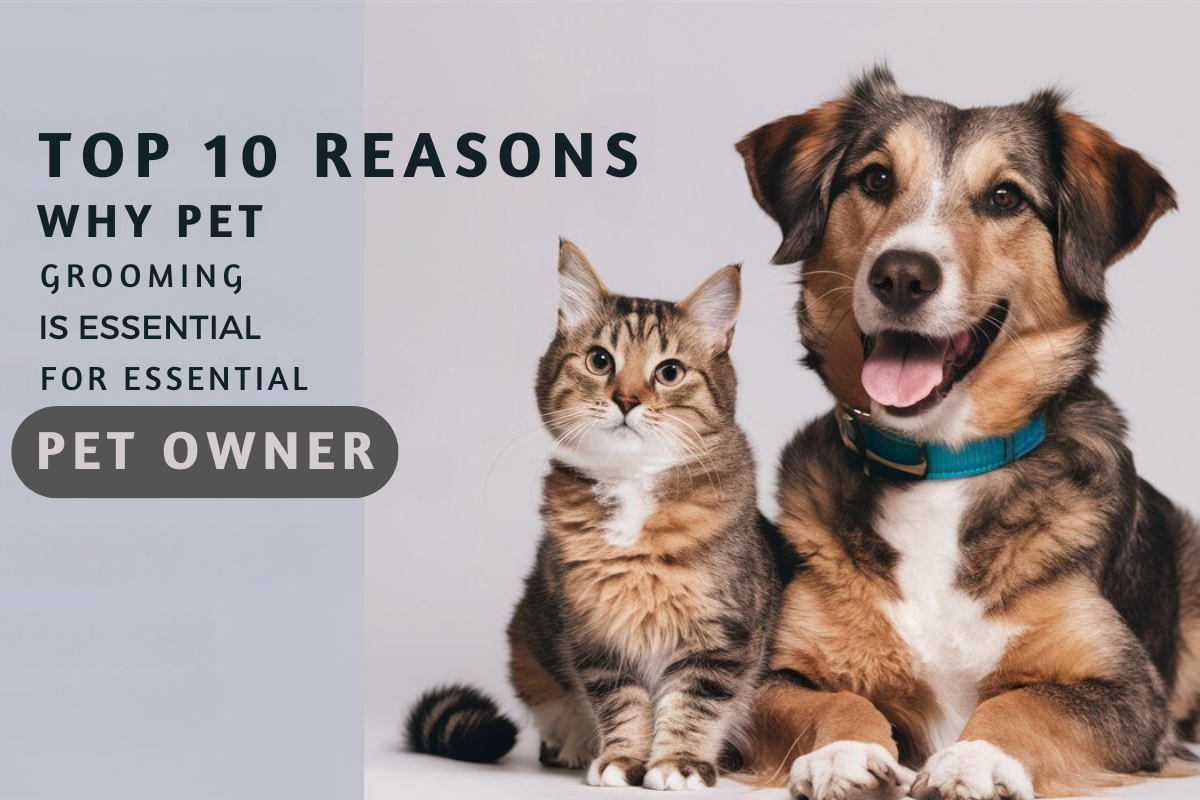 Top 10 Reasons Why Pet Grooming is Essential for Every Pet Owner