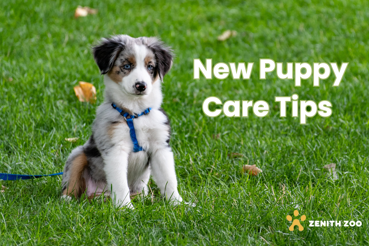 New Puppy Care Tips for First-Time Owners: A Complete Guide