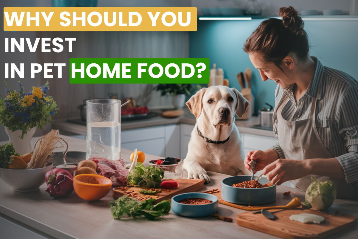 Why Should You Invest in Pet Home Food?