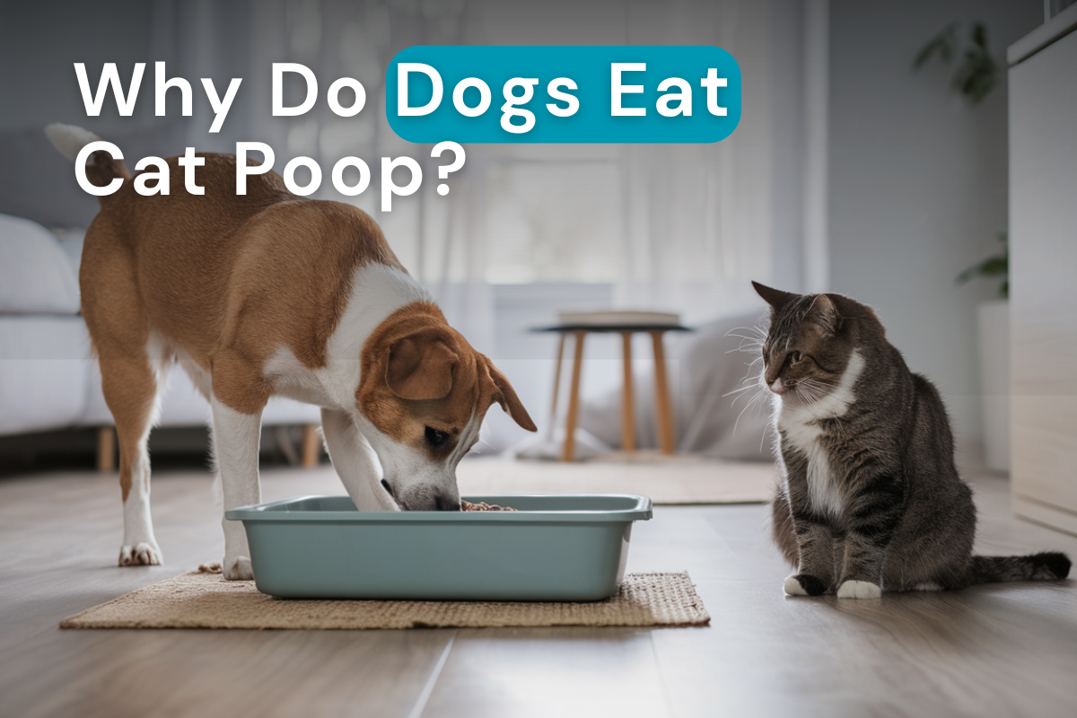 why do dogs eat cat poop