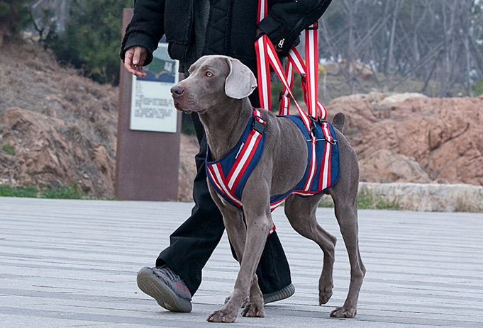 Pet Leash Harness For Elderly Dogs - Zenithzoo