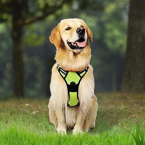 Comfort Harness & Safety Leash - Zenithzoo