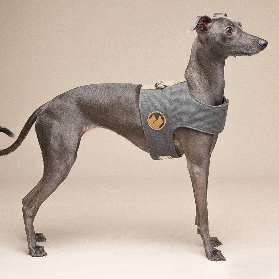 Attractive Dog Harness - Zenithzoo