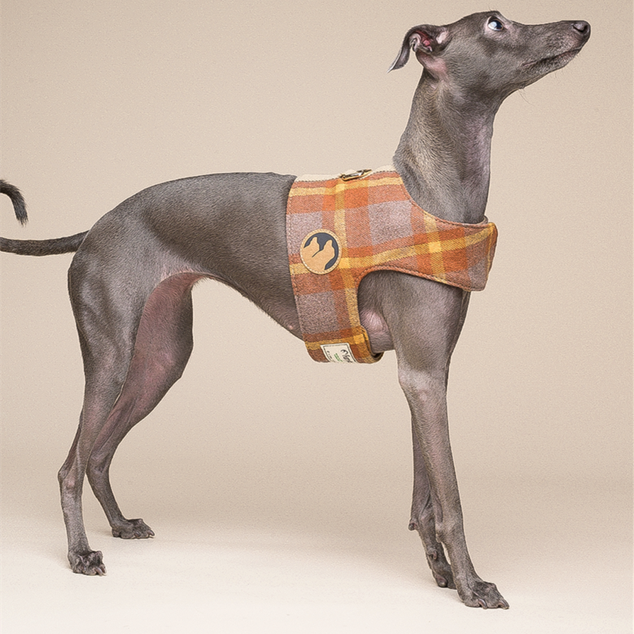 Attractive Dog Harness - Zenithzoo