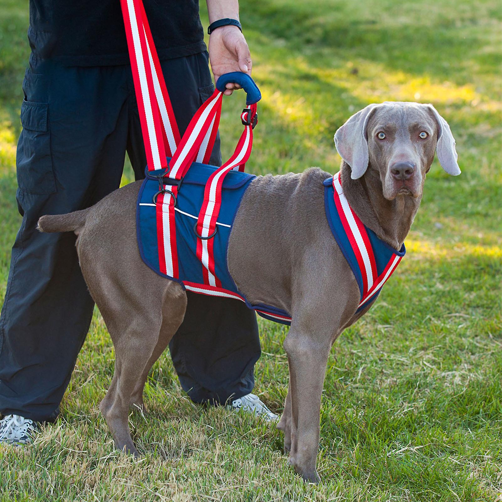 Pet Leash Harness For Elderly Dogs - Zenithzoo