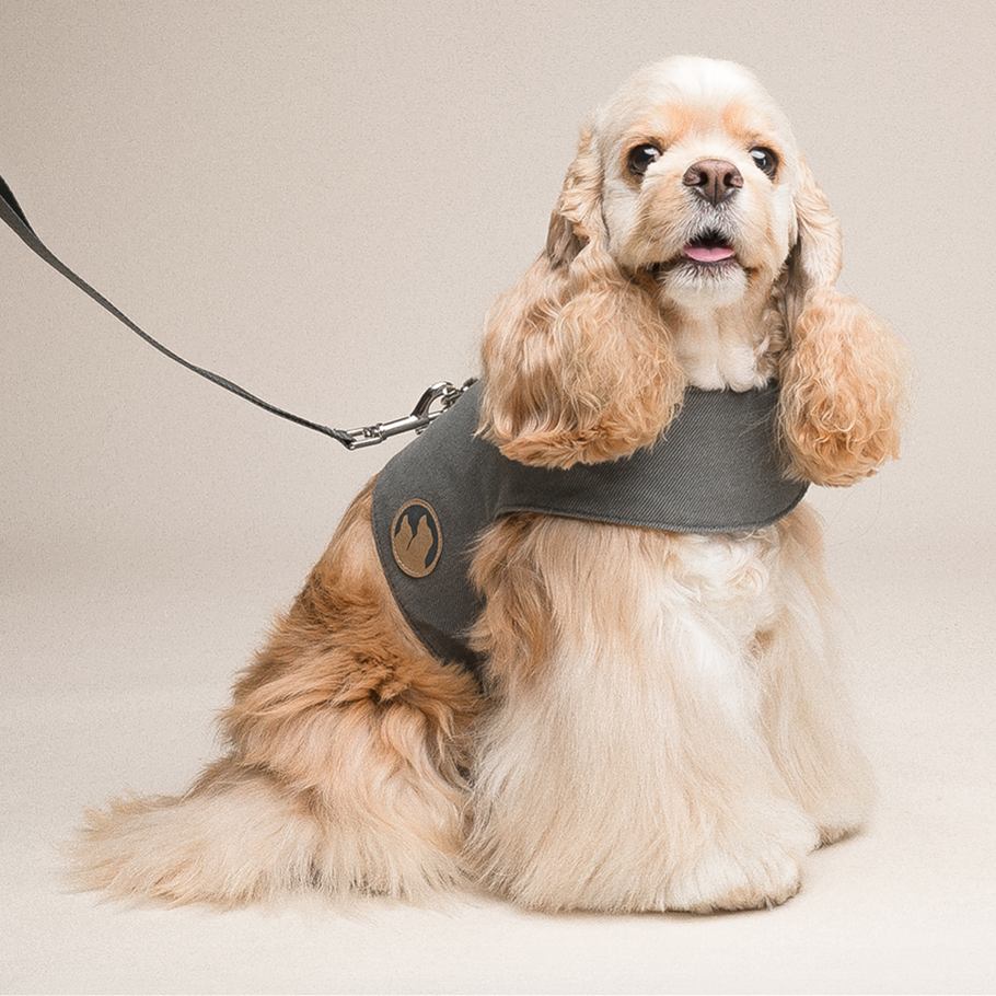 Attractive Dog Harness - Zenithzoo