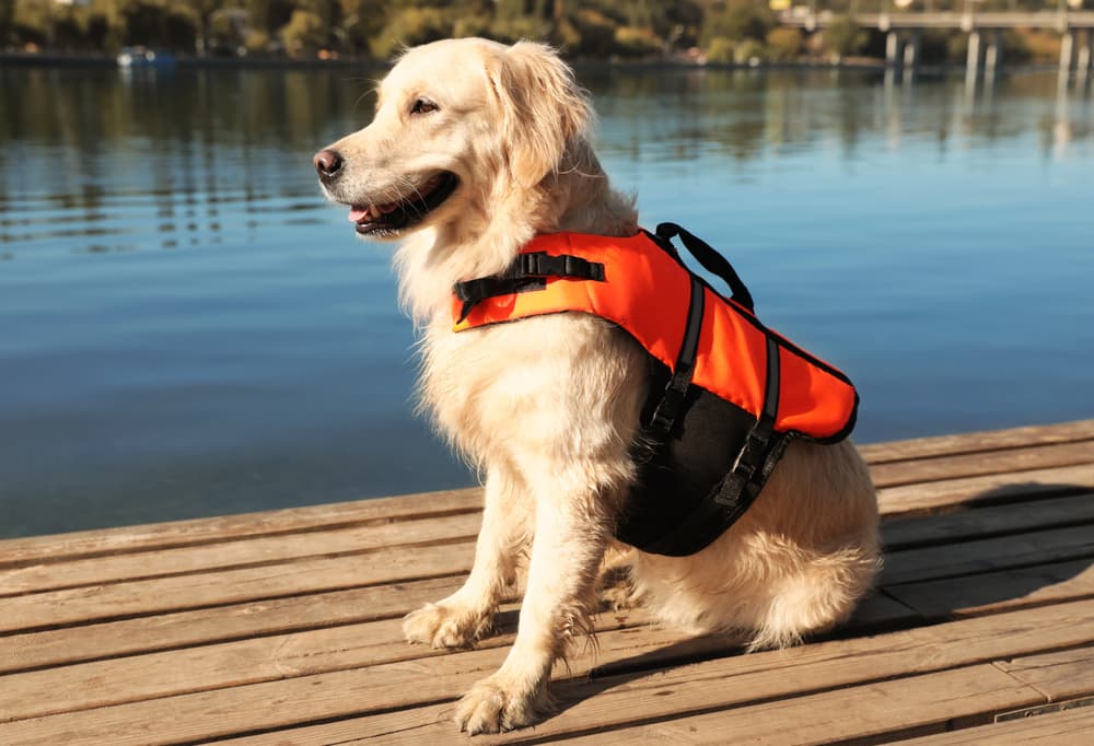 Dog Life Jacket - Zenithzoo