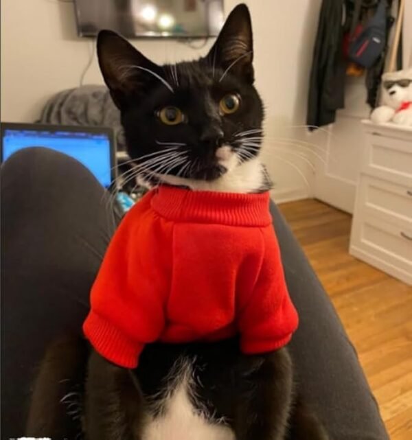 Cat Sweaters T-Shirt - Image 5