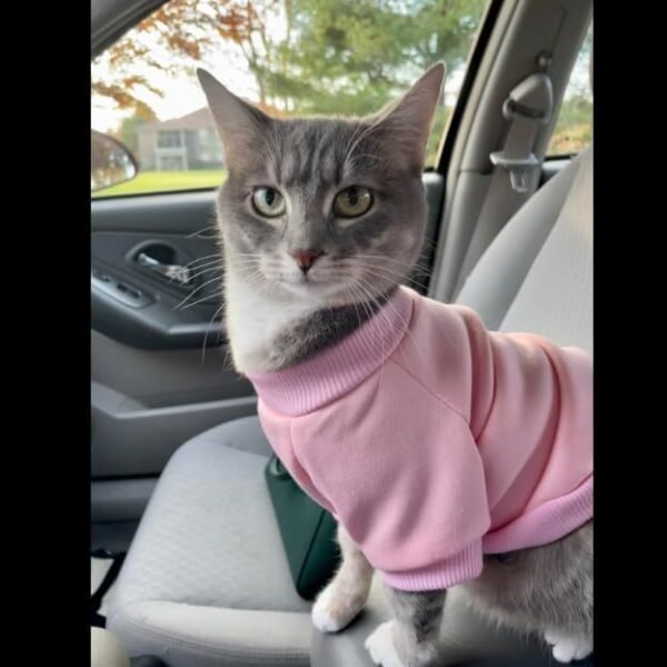 Cat Sweaters T-Shirt - Image 3