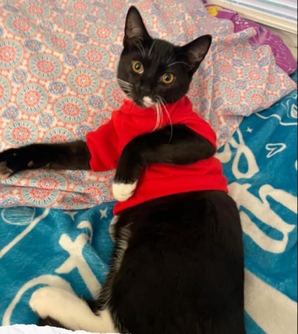 Cat Sweaters T-Shirt - Image 7